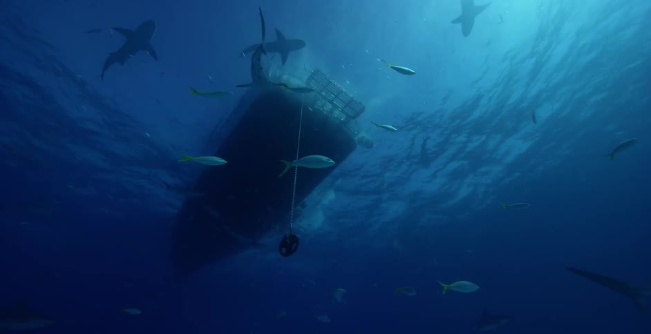 Fish swimming by a boat near the surface