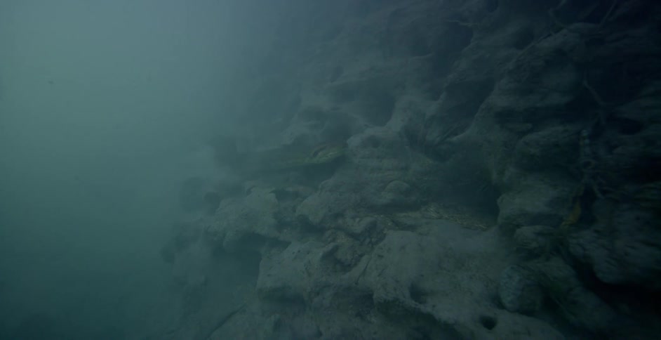 A scuba diver follows a snake moving over rock