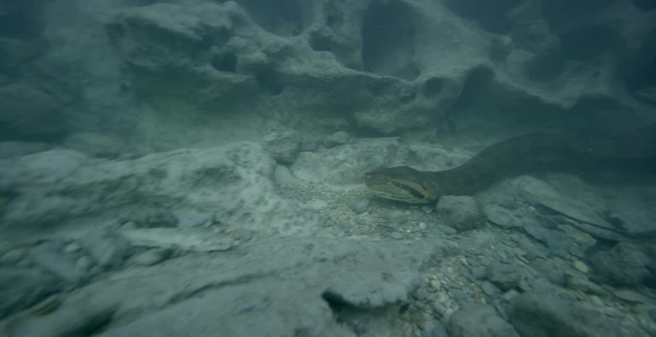 The snake moves around past the rocks underwater