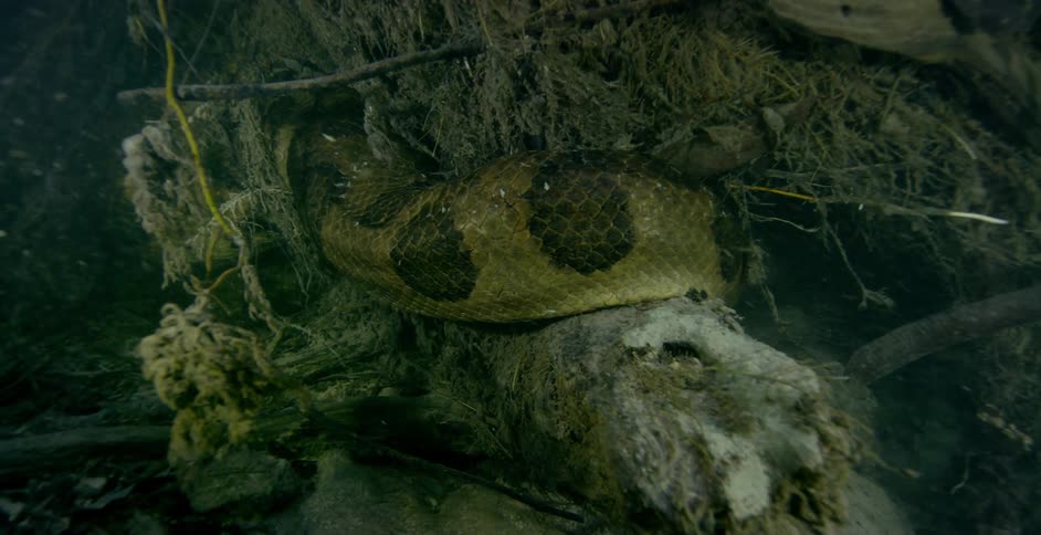 A snake is curled around a branch under water