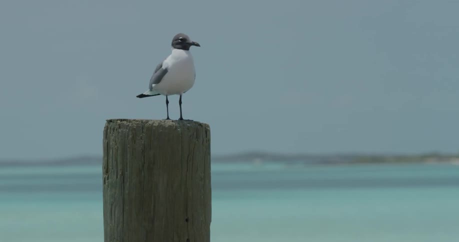 Bird preens itself on a wooden post near a body of water