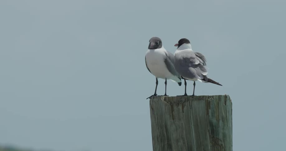 Two birds sit on a log together