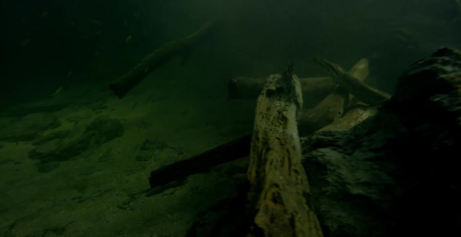 A diver follows an eel as it swims under debris in the water