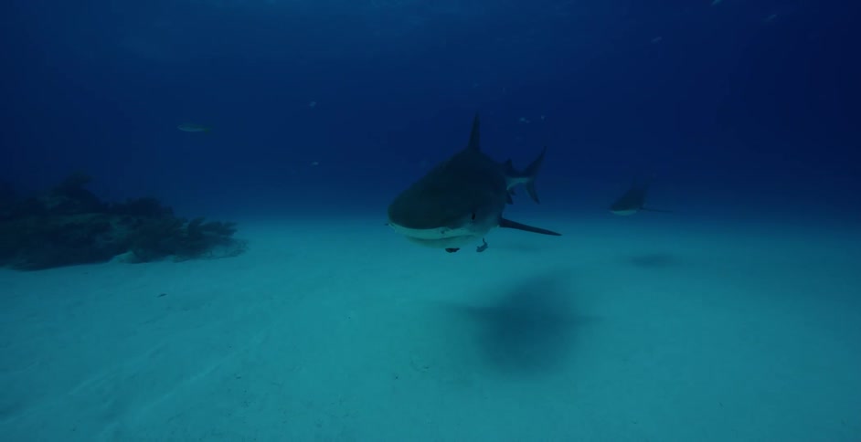 Shark swims through the ocean's water