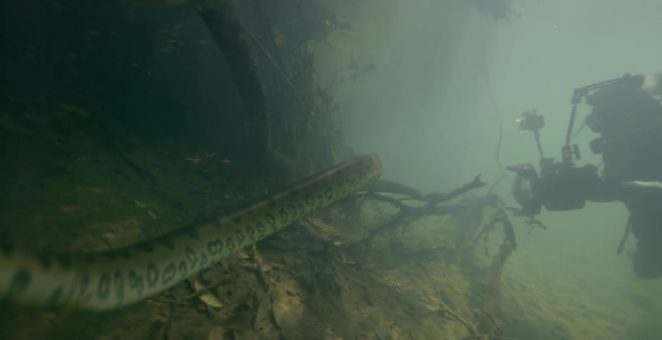 Diver captures an eel on camera as it swims on the ocean floor