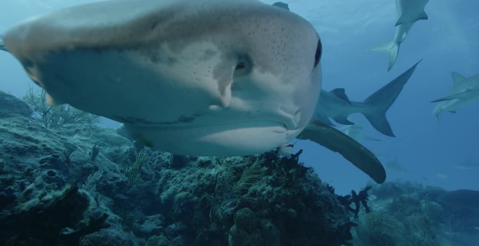 Sharks swim near coral reef and the ocean floor