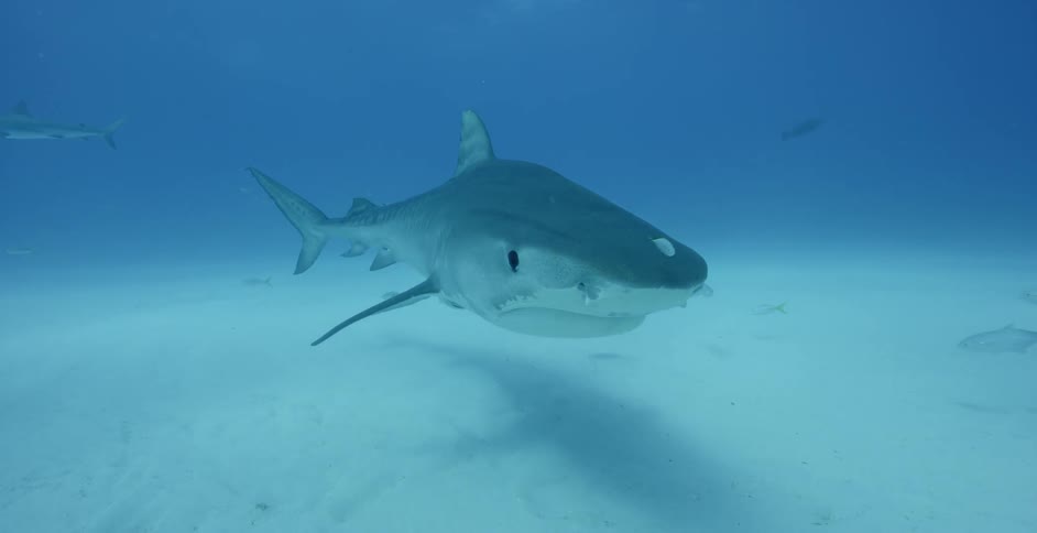 Shark swims near the ocean floor