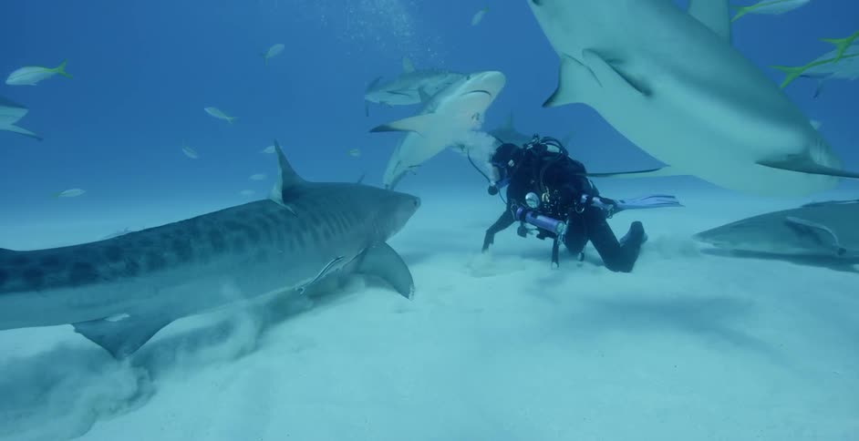 The diver pets some of the sharks as they swim by