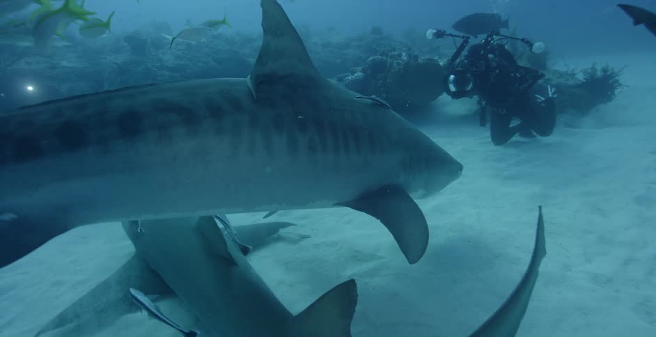 Diver films sea life near the ocean floor