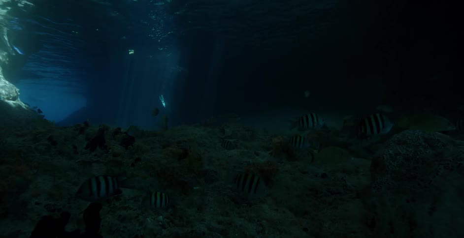 Fish are swimming along the ocean's floor in daylight