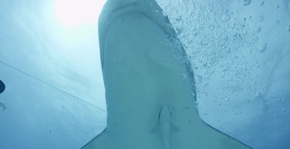 The diver pets the bottom of the shark
