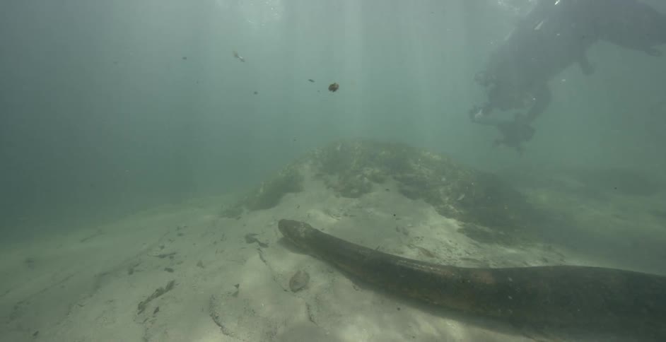 Underwater diver films sea life on the ocean floor