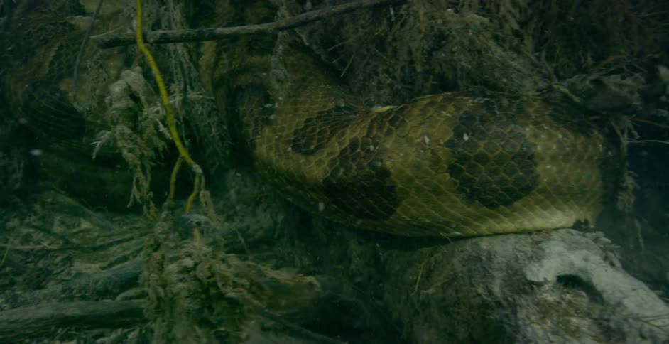 Snake hides underwater in the plants