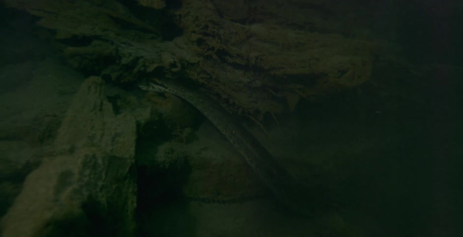 A snake climbs up a rock from the sand underwater