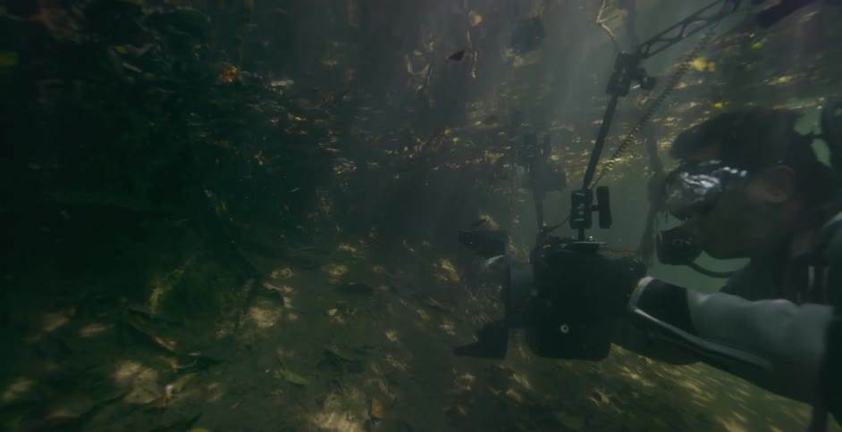 A diver is photographing fish beneath the water in daylight