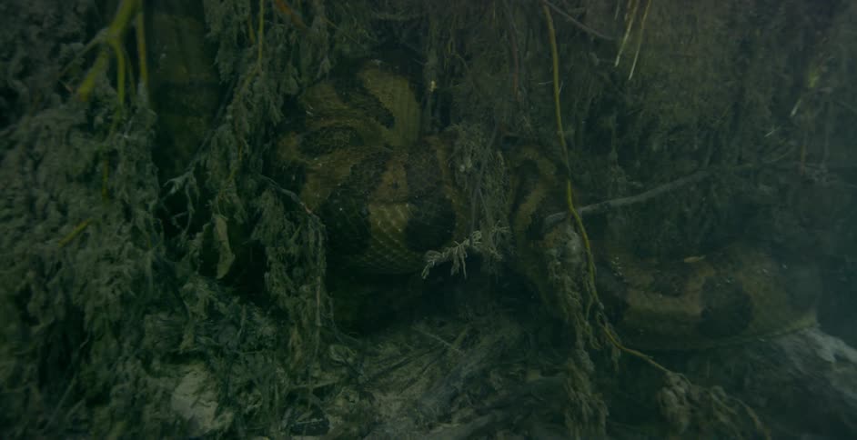A large snake is coiled around roots underwater