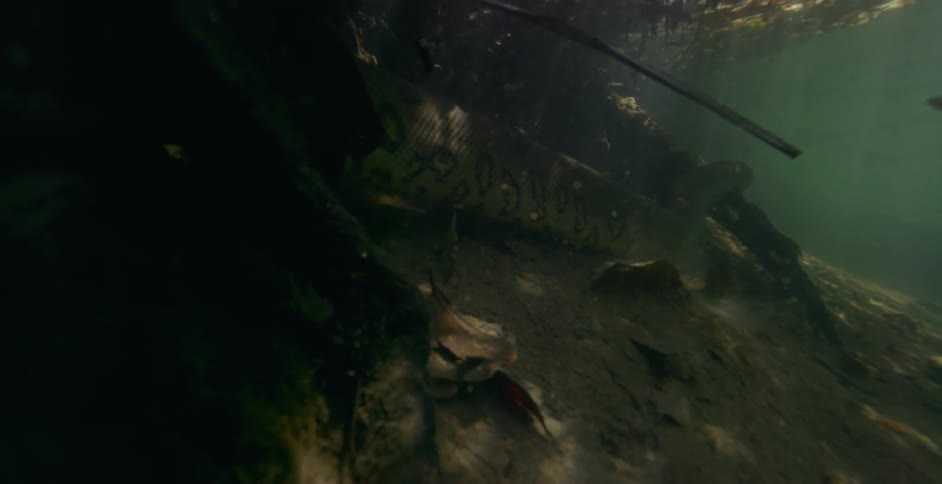 A large snake swims underwater