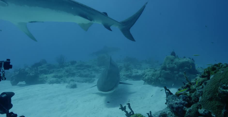 A diver is filming sharks as they circle around him under the ocean during the day
