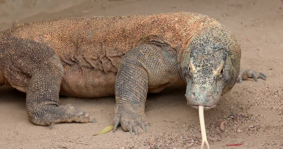 Komodo Dragon with tongue licking