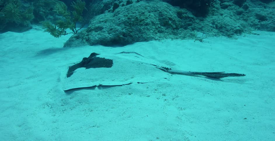 Sandy ocean floor and coral reef