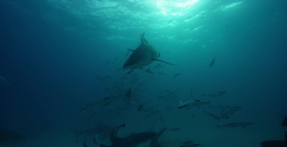 Shark swims around the fish in the ocean