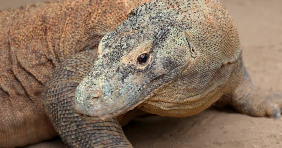 Komodo Dragon with tongue licking
