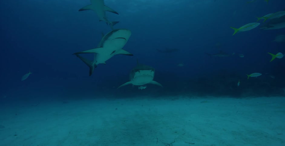 Sharks swim near the ocean floor