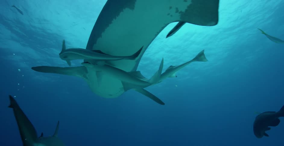 The shark rises as fish swim underneath