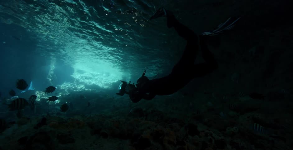 A diver swims with fish in the ocean