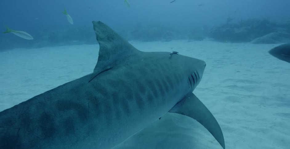 Fish attach to a shark swimming near the sandy bottom