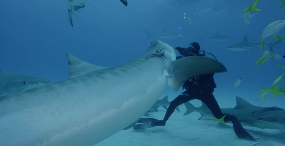 Diver tries to feed a shark near the ocean floor