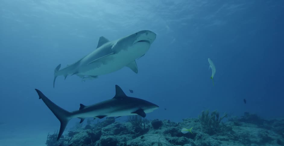 Sharks and fish swim underwater