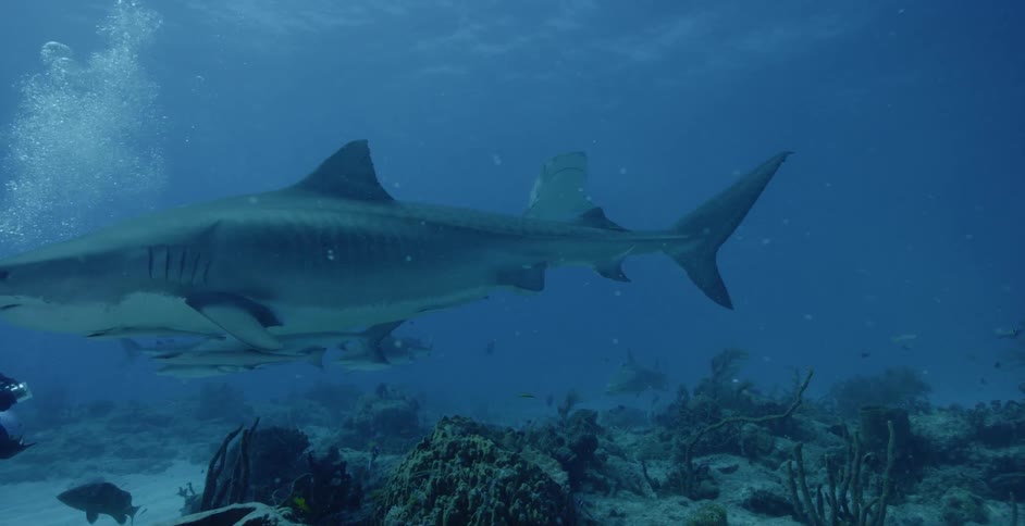 Sharks are swimming beneath the surface of the ocean during the day