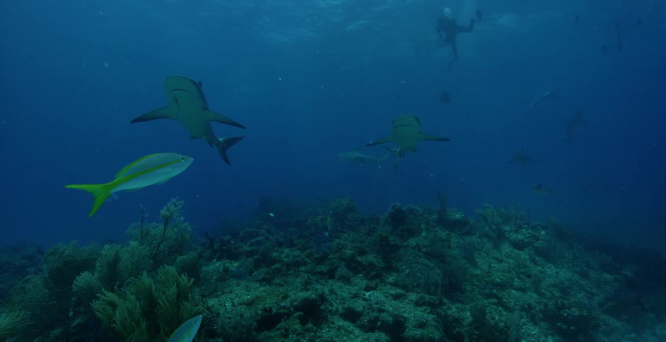 A diver swims with sharks in the ocean