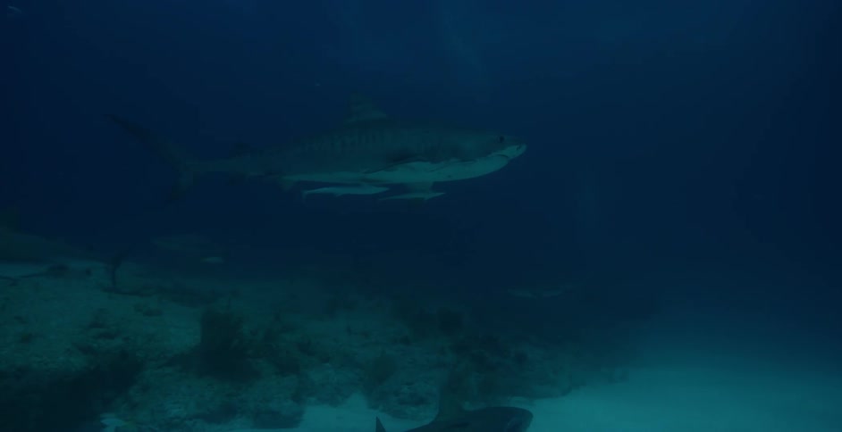 Sharks and other fish swimming in some dark waters