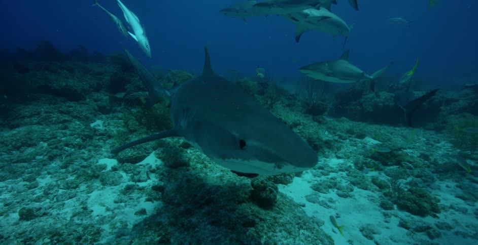 Sharks and fish are swimming near the ocean floor in daylight