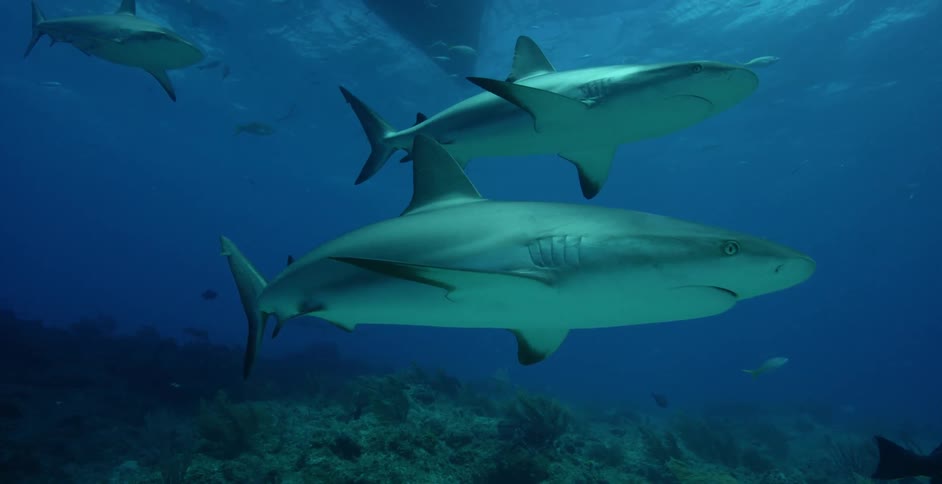 Sharks swim near coral and the ocean floor