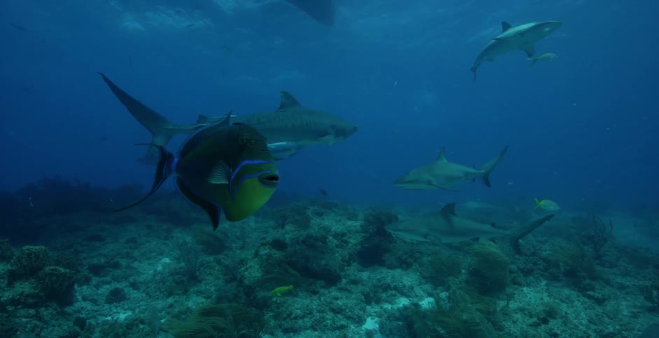 Fish swims near several sharks near coral reef