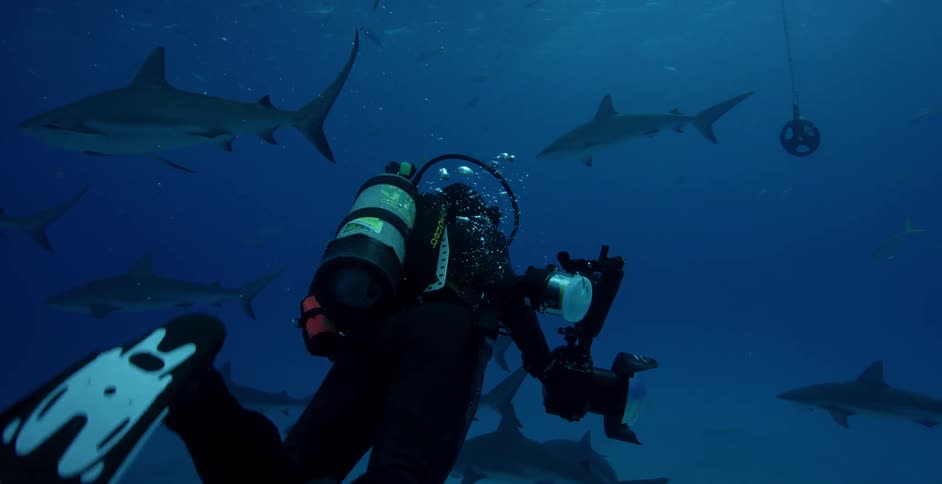Underwater diver films many sharks in the ocean