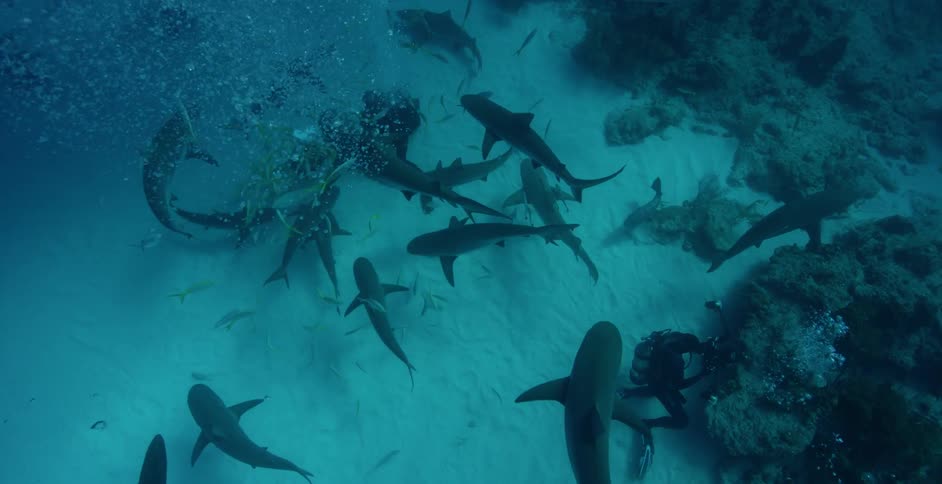 Divers swim with sharks and fish in the ocean