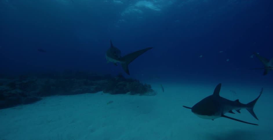 Sharks and fish are swimming near the ocean floor in daylight