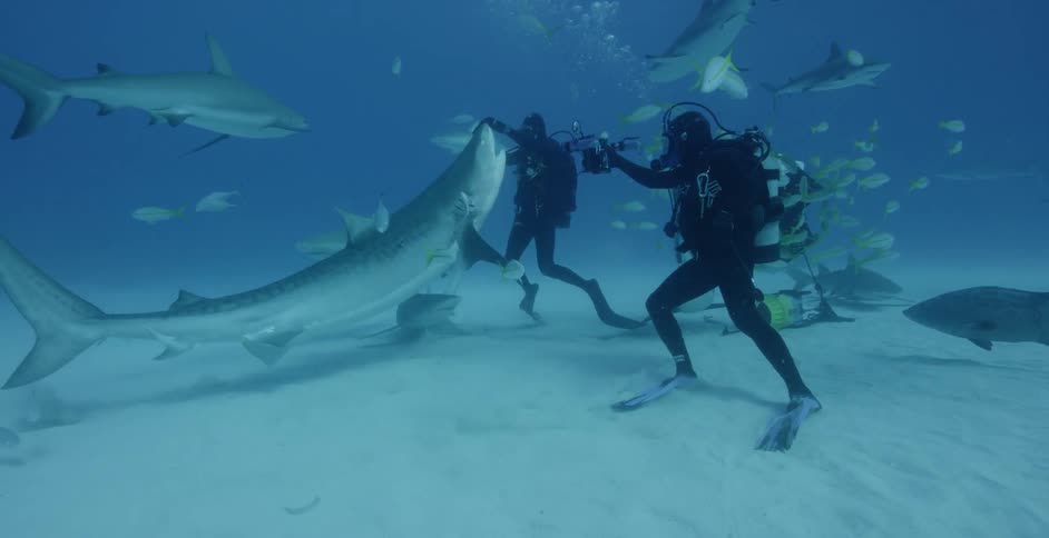 Divers swim with sharks and fish in the ocean