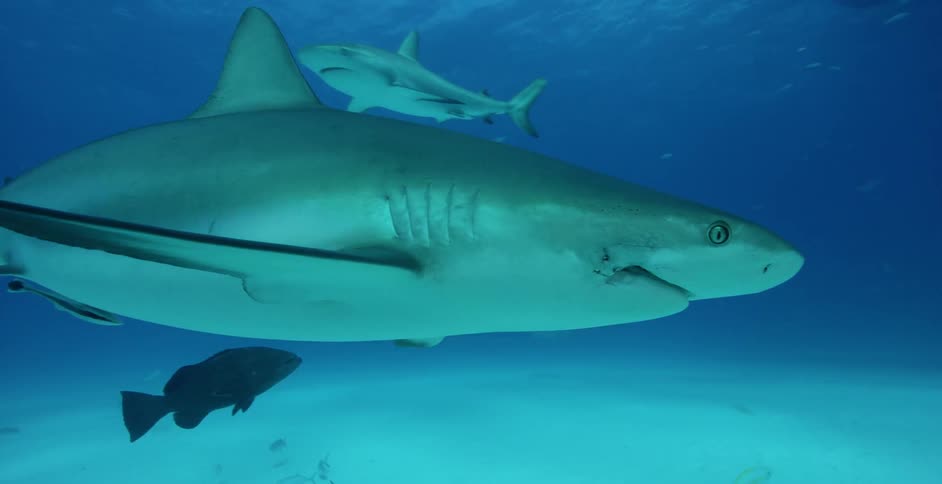 A shark swims in the water on a sunny day