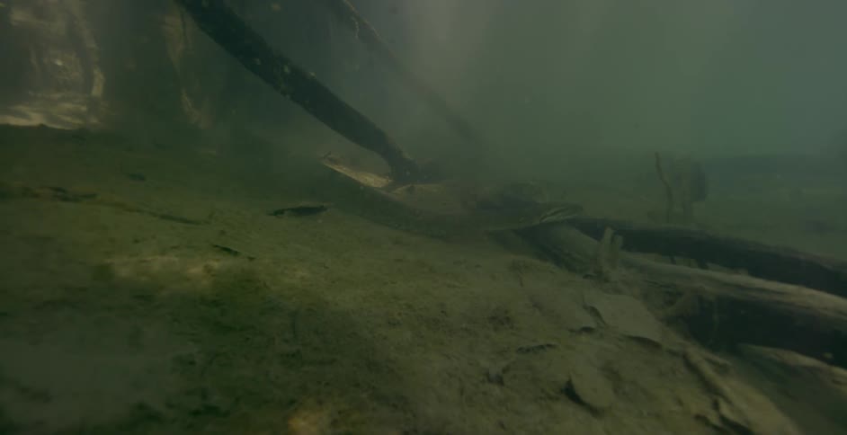 A large snake swims underwater