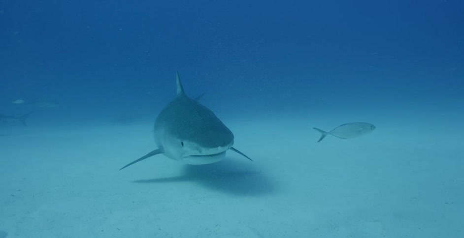 Sharks swim with fish at the bottom of the ocean