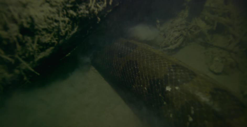 The snake slowly goes under the rock underwater