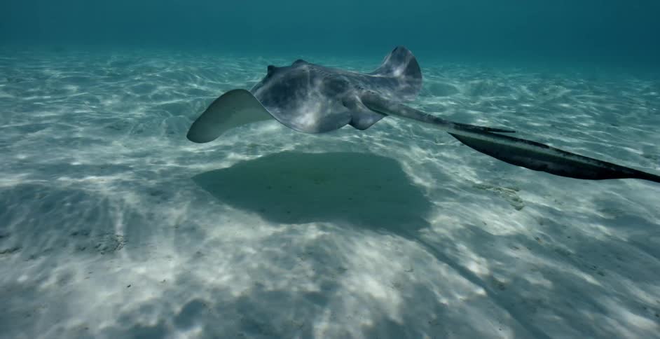 Sea creature swims near the sandy ocean floor