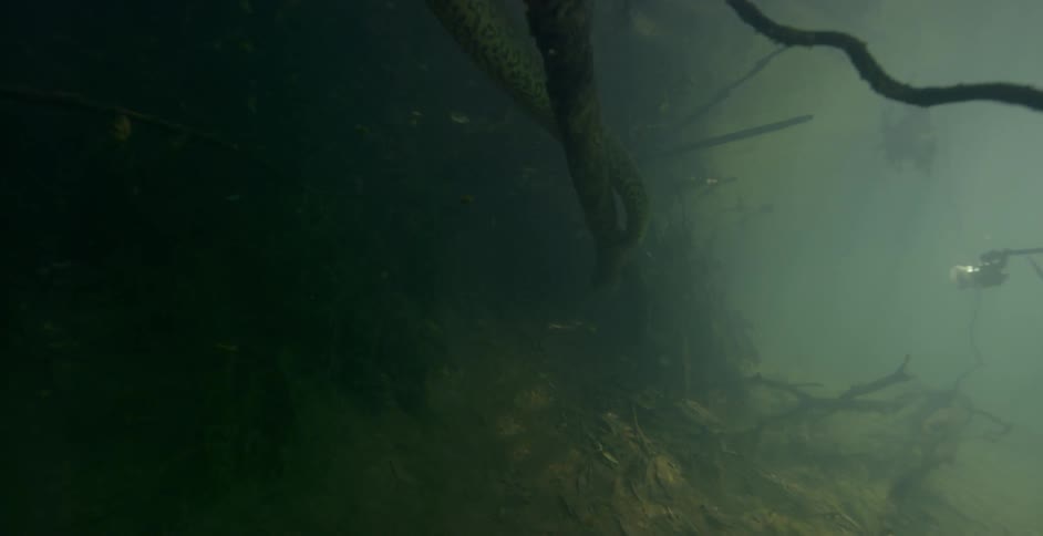 A diver photographs a large snake underwater