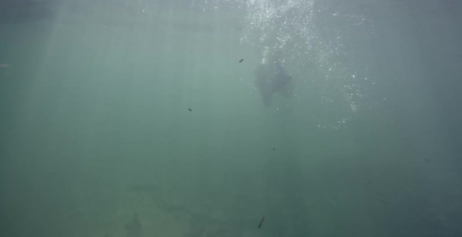 A diver is swimming in cloudy waters during the day