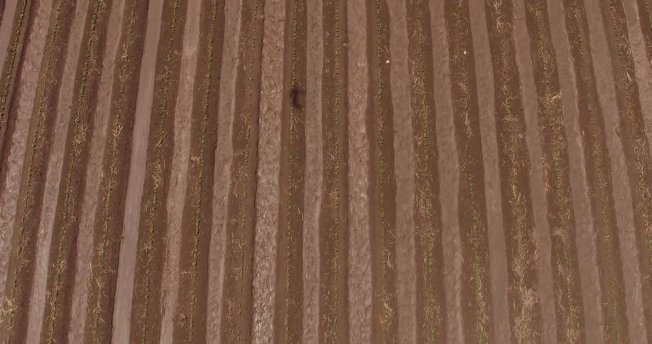 Shadow of a bird passes over large crops